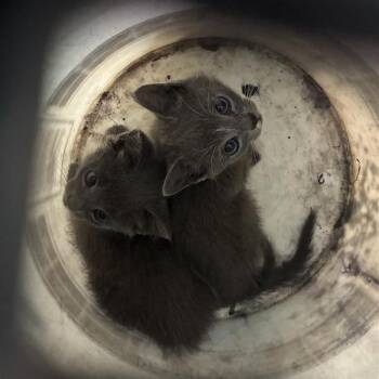 Flute -  Domestic Medium Hair Cat for Adoption in Greensboro, North Carolina - Flute | PetCurious