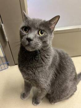 Domestic Short Hair Cats Available for Adoption - Otto | PetCurious