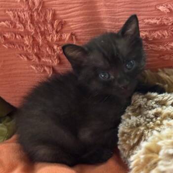 Gus Gus -  Domestic Short Hair Cat for Adoption in Elfin Forest, California - Gus Gus | PetCurious