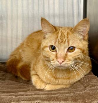 Arkansas -  Domestic Short Hair Cat for Adoption in La Porte, Indiana - Arkansas | PetCurious