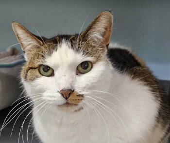 Domestic Short Hair Cats Available for Adoption in Washburn, Wisconsin - Frances | PetCurious