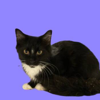 Pepper -  Domestic Medium Hair and Domestic Short Hair Cat for Adoption in Blue Ridge, Georgia - Pepper | PetCurious