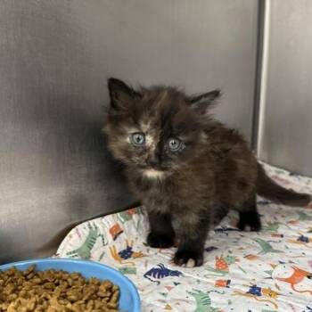 Fern -  Domestic Medium Hair Cat for Adoption in Indianapolis, Indiana - Fern | PetCurious