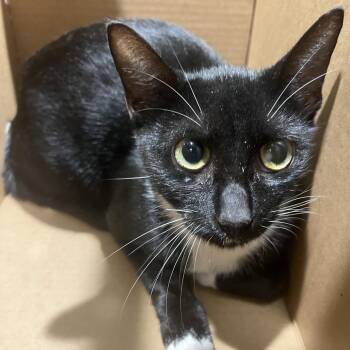 Jojo -  Domestic Short Hair Cat for Adoption in Tampa, Florida - Jojo | PetCurious