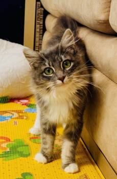 Fluffy -  Domestic Long Hair and Tabby Cat for Adoption in San Jose, California - Fluffy | PetCurious