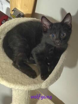 Wolfgang -  Domestic Short Hair Cat for Adoption in Ogden, Utah - Wolfgang | PetCurious