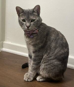 Rescue American Shorthair Cats for Adoption in Beverly Hills, California - Muffin | PetCurious