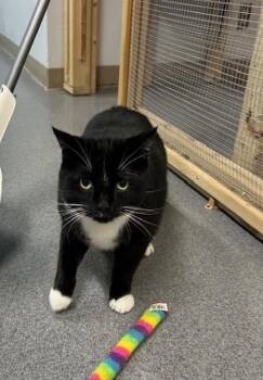 Rescue Domestic Short Hair Cats for Adoption in Chisholm, Minnesota - Pepper | PetCurious