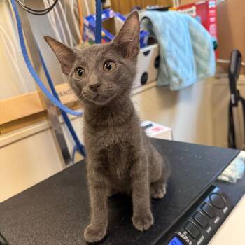Pawticia -  American Bobtail Cat for Adoption in Lake Panasoffkee, Florida - Pawticia | PetCurious