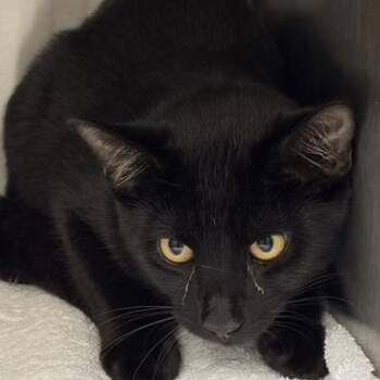 Ziggy -  Domestic Short Hair Cat for Adoption in New York, New York - Ziggy | PetCurious