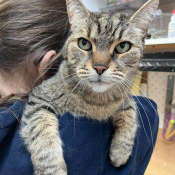 Domestic Short Hair Cats Available for Adoption in Sainte-angèle-de-monnoir, Quebec - PLATON (CR/SC) | PetCurious