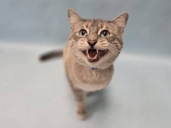 Simba -  Domestic Short Hair Cat for Adoption in Minneapolis, Minnesota - Simba | PetCurious