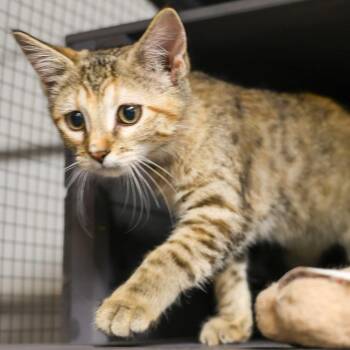 Betty von Slappenheimer -  Domestic Short Hair Cat for Adoption in Topeka, Kansas - Betty Von Slappenheimer | PetCurious