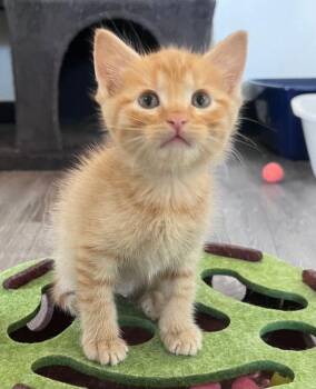 Nalo -  Domestic Short Hair Cat for Adoption in Mcpherson, Kansas - Nalo | PetCurious