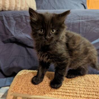 Theodore -  Domestic Medium Hair Cat for Adoption in Ottawa, Ontario - Theodore | PetCurious