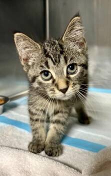 Clover -  Domestic Short Hair Cat for Adoption in Lafayette, Indiana - Clover | PetCurious