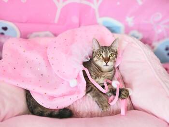 Clementine Skye -  Bengal and Tabby Cat for Adoption in Miami, Arizona - Clementine Skye | PetCurious