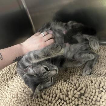 Kathy -  Domestic Short Hair Cat for Adoption in Titusville, Florida - Kathy | PetCurious