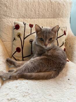 Rescue Domestic Short Hair Cats for Adoption in Cincinnati, Ohio - Flossie | PetCurious