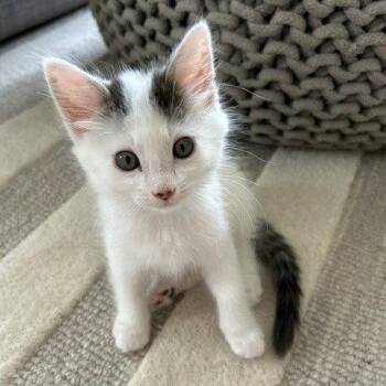 *CORNETTO -  Domestic Short Hair Cat for Adoption in Woodland, California - *CORNETTO | PetCurious