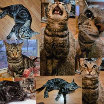 Lawson -  Domestic Long Hair Cat for Adoption in Blaine, Minnesota - Lawson | PetCurious