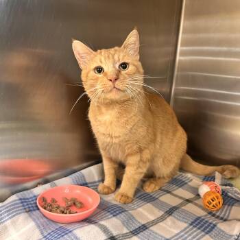Burp(FIV) -  Domestic Short Hair Cat for Adoption in Myerstown, Pennsylvania - Burp(FIV) | PetCurious