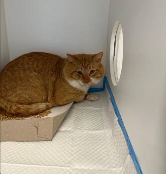 American Shorthair Cats Available for Adoption in Greenfield, Indiana - Brand | PetCurious