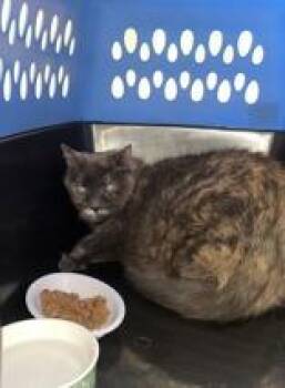 Domestic Medium Hair Cats Available for Adoption in Phoenix, Arizona - Lemonade | PetCurious