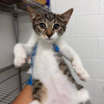 Alexandra -  Domestic Short Hair Cat for Adoption in Edinburg, Texas - Alexandra | PetCurious