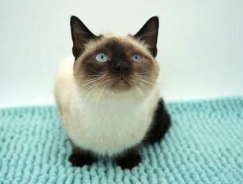 Siamese and Domestic Short Hair Cats Available for Adoption in Bowling Green, Kentucky - Sampson(Lighter Face) | PetCurious