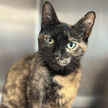 Major League -  Domestic Short Hair Cat for Adoption in Matteson, Illinois - Major League | PetCurious