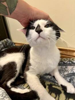 Manchita -  Domestic Short Hair Cat for Adoption in Wheaton, Illinois - Manchita | PetCurious