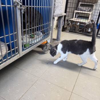 Rescue Domestic Short Hair Cats for Adoption in Hoopeston, Illinois - Lloyd | PetCurious