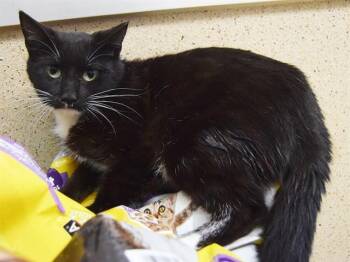 Domestic Short Hair Cats Available for Adoption - CLAIRE | PetCurious