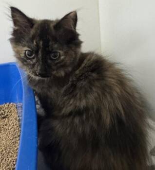 Esme -  Domestic Long Hair and Domestic Short Hair Cat for Adoption in Erin, Ontario - Esme | PetCurious