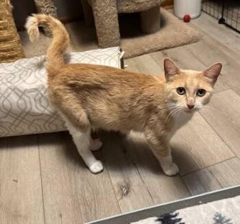 Rescue Domestic Short Hair Cats for Adoption in Andover, Minnesota - Macadamia | PetCurious