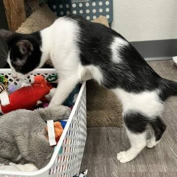 Tux -  Domestic Short Hair Cat for Adoption in League City, Texas - Tux | PetCurious