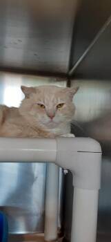 Rescue Domestic Short Hair Cats for Adoption in Myrtle Beach, South Carolina - Ricky | PetCurious