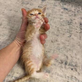 Rain -  Domestic Short Hair Cat Available for Adoption in Tustin, California - Rain | PetCurious