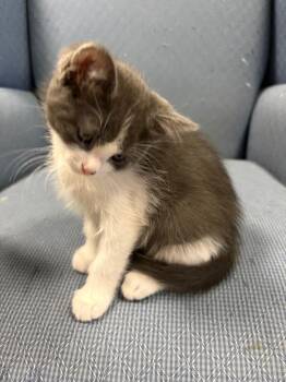 Michel -  Domestic Short Hair Cat for Adoption in Ballwin, Missouri - Michel | PetCurious