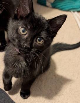 Domestic Short Hair Cats Available for Adoption - Cherry | PetCurious