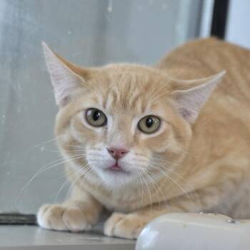 Domestic Short Hair Cats Available for Adoption - T-Bone | PetCurious