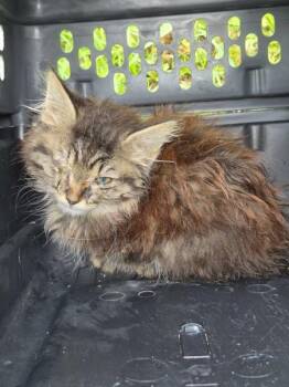 Sf-19 Gouda -  Domestic Long Hair Cat for Adoption in Lawrenceville, Georgia - Sf-19 Gouda | PetCurious