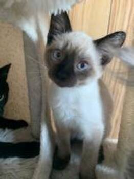 Aida (bonded with Irenee) -  Siamese Cat for Adoption in Pickering, Ontario - Aida (bonded With Irenee) | PetCurious