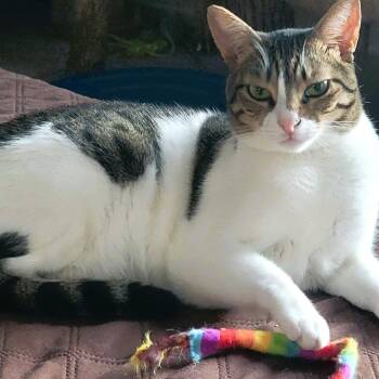 Beauti-Wonder-FULLA - Foster to Adopt -  Egyptian Mau Cat for Adoption in Mississauga, Ontario - Beauti-Wonder-FULLA - Foster To Adopt | PetCurious