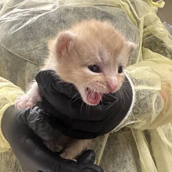 Bonga -  Domestic Short Hair Cat for Adoption in Winston-salem, North Carolina - Bonga | PetCurious