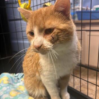 Domestic Medium Hair Cats Available for Adoption - Scar | PetCurious