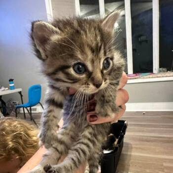 Domestic Short Hair Cats Available for Adoption in Jasper, Indiana - Poppy | PetCurious