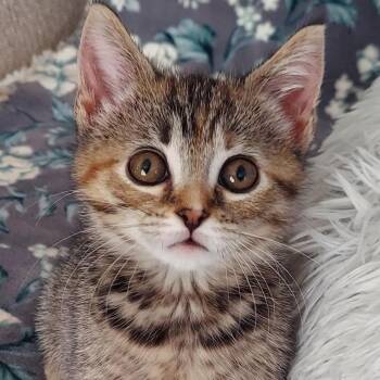 Rue -  Domestic Short Hair Cat for Adoption in Harrisonburg, Virginia - Rue | PetCurious