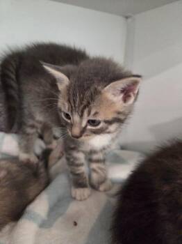 Reba -  Domestic Short Hair Cat for Adoption in Lunenburg, Vermont - Reba | PetCurious